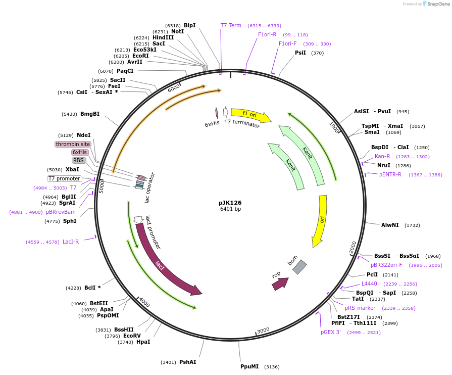 73337-plasmid-map-sequence-id-135048