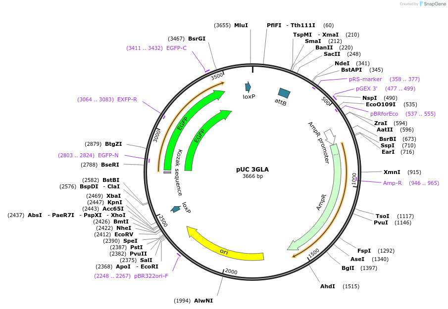 71762-plasmid-map-sequence-id-135057