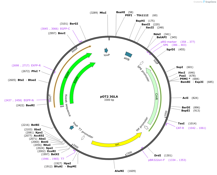 71764-plasmid-map-sequence-id-135058