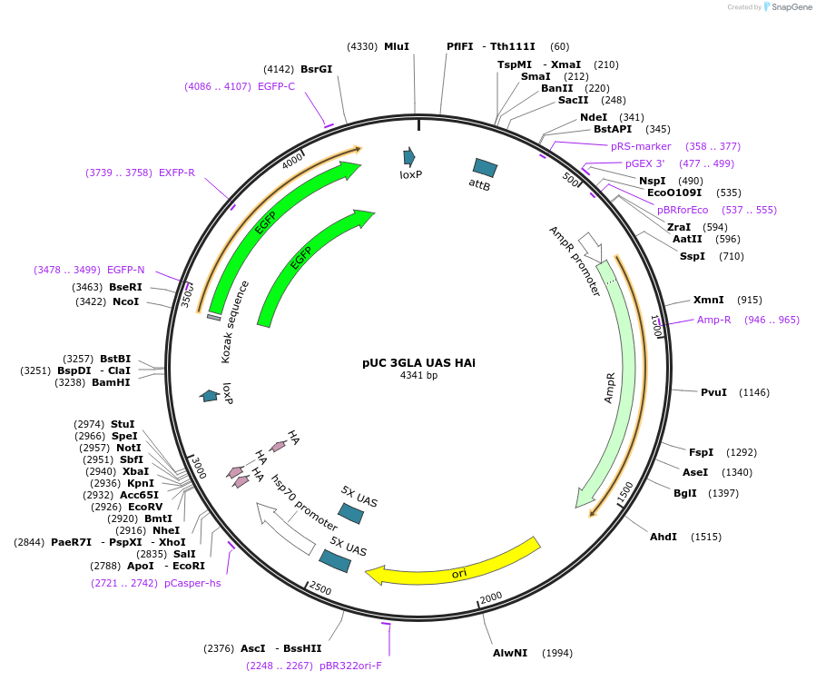 71763-plasmid-map-sequence-id-135059