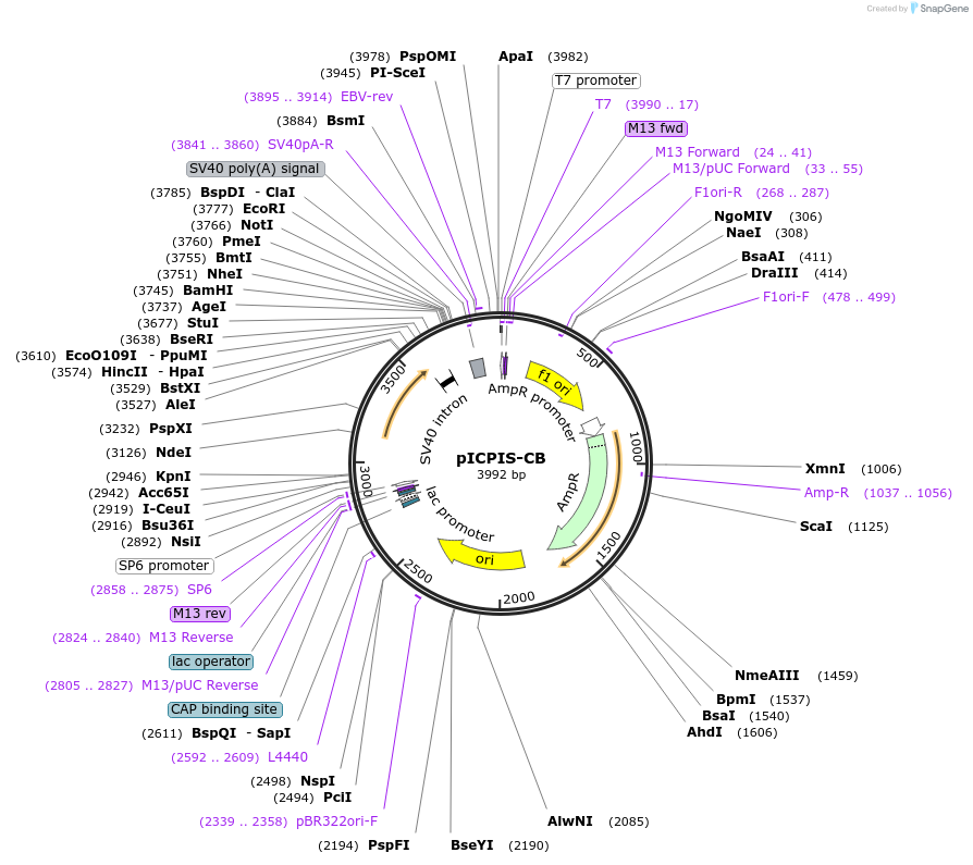 73356-plasmid-map-sequence-id-135089