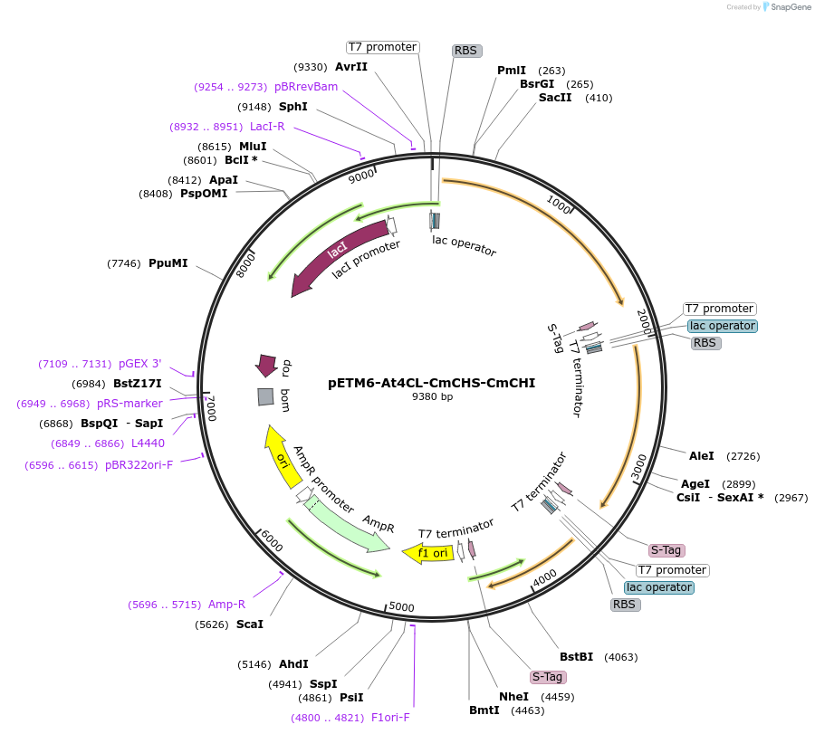 73395-plasmid-map-sequence-id-135137
