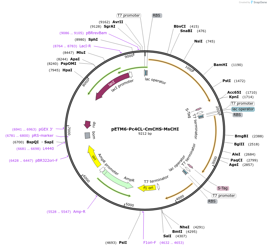 73398-plasmid-map-sequence-id-135140