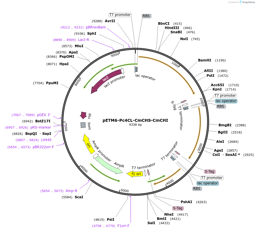 73399-plasmid-map-sequence-id-135141