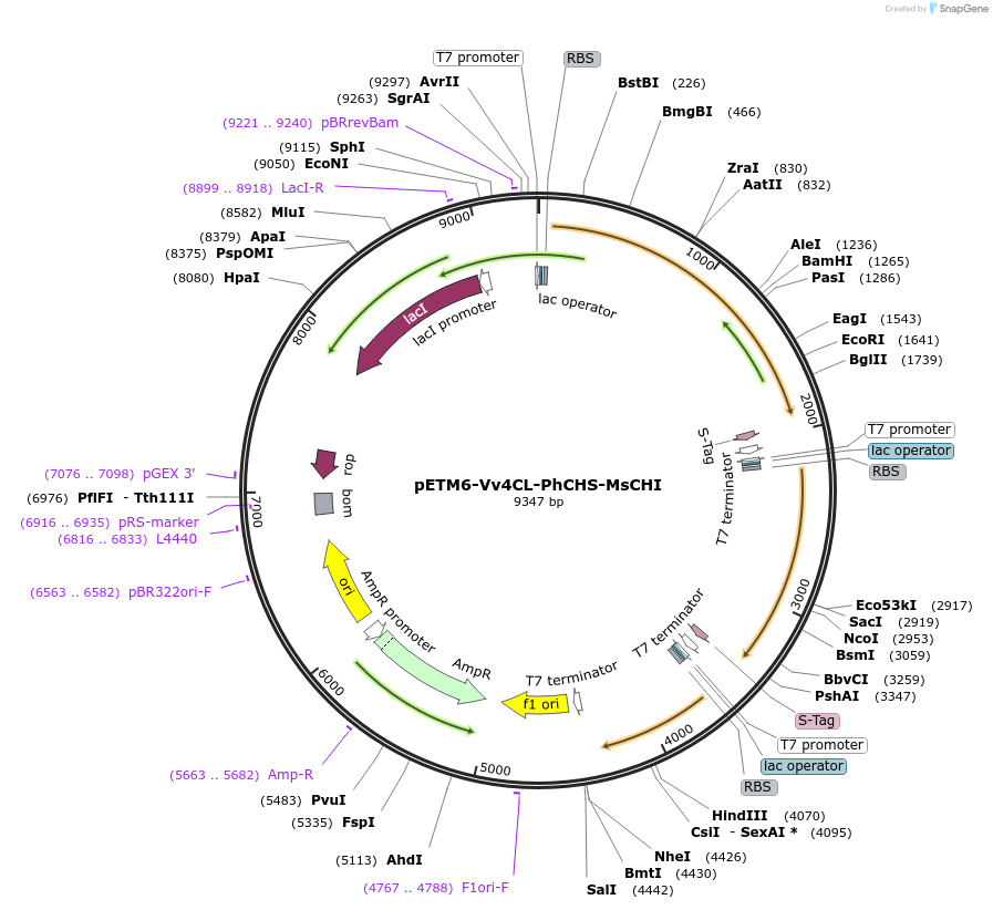 73400-plasmid-map-sequence-id-135142