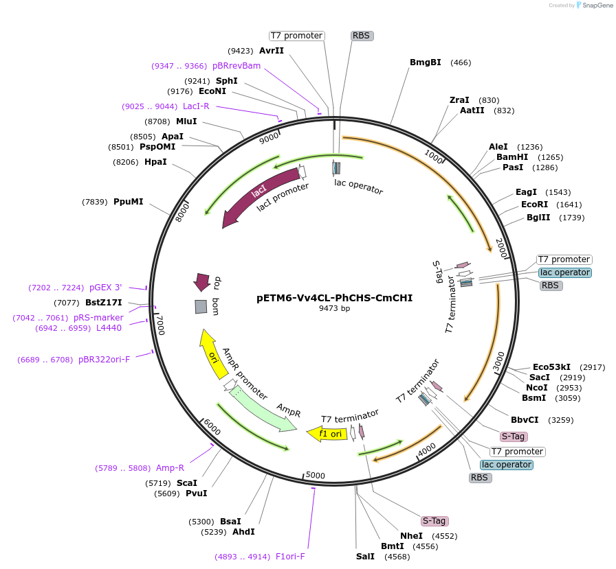 73401-plasmid-map-sequence-id-135143