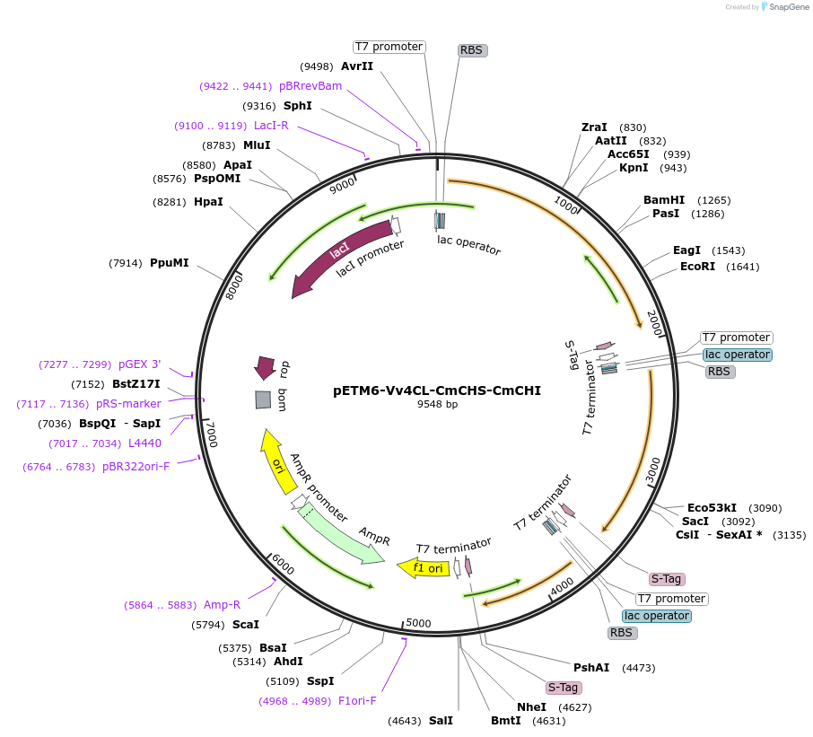73403-plasmid-map-sequence-id-135145