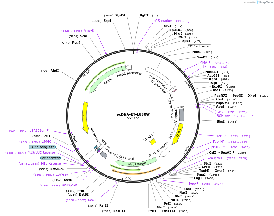 72543-plasmid-map-sequence-id-135206