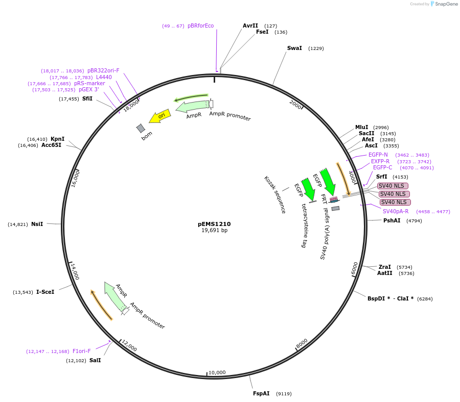29107-plasmid-map-sequence-id-13522