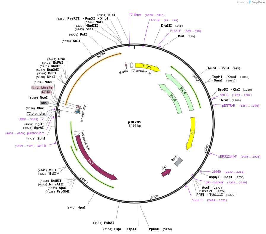 71551-plasmid-map-sequence-id-135269