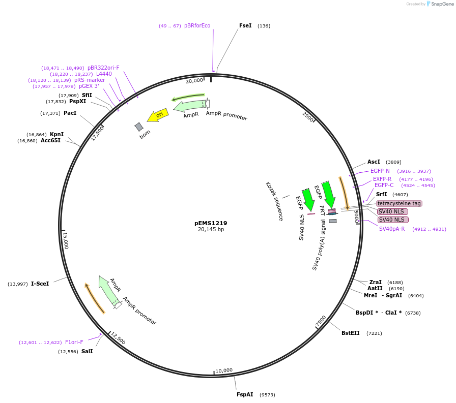 29112-plasmid-map-sequence-id-13527