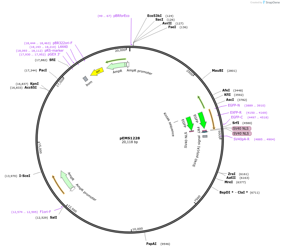 29114-plasmid-map-sequence-id-13529