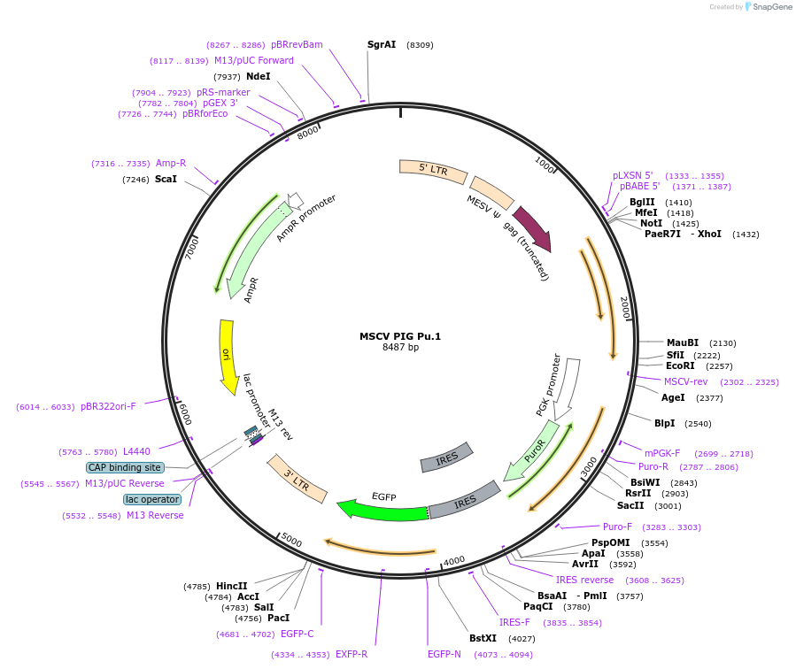 66982-plasmid-map-sequence-id-135290