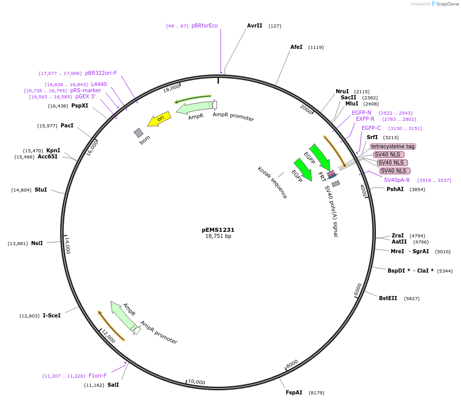 29117-plasmid-map-sequence-id-13532