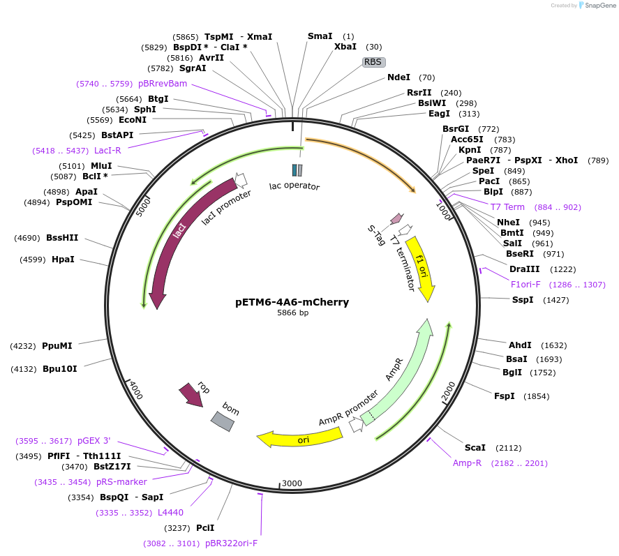 73424-plasmid-map-sequence-id-135324