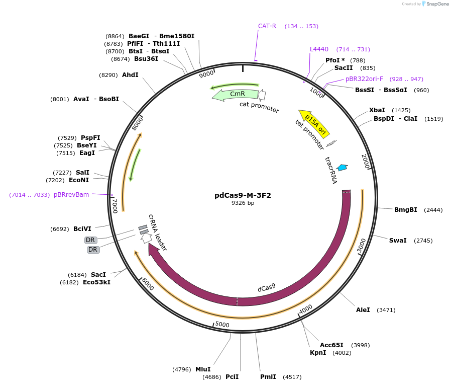 73428-plasmid-map-sequence-id-135328
