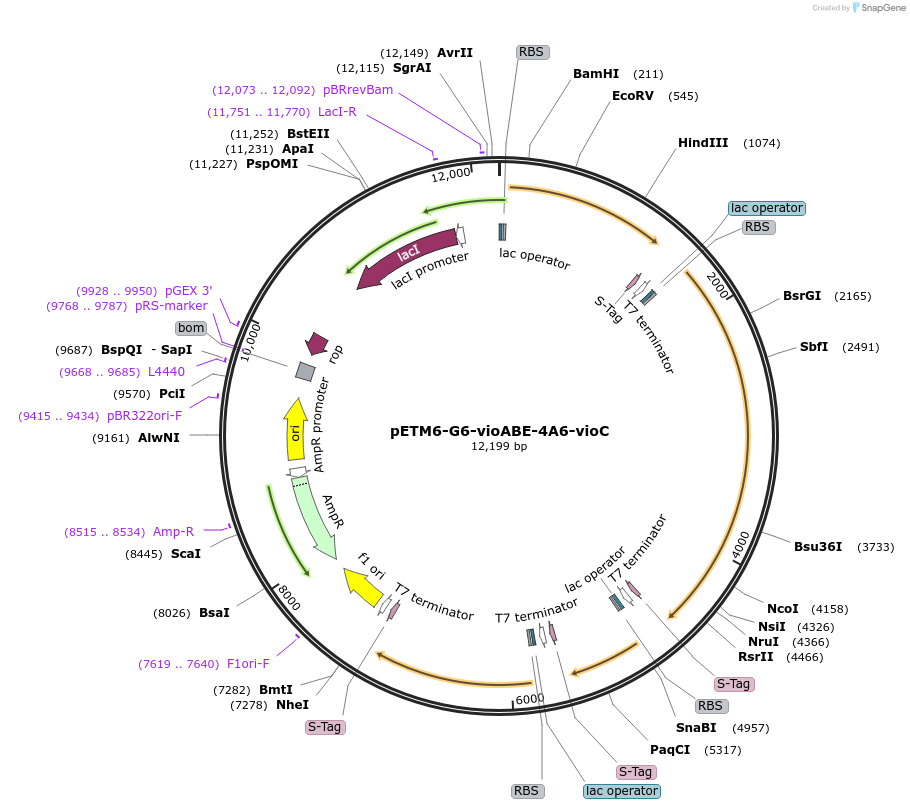 73439-plasmid-map-sequence-id-135338