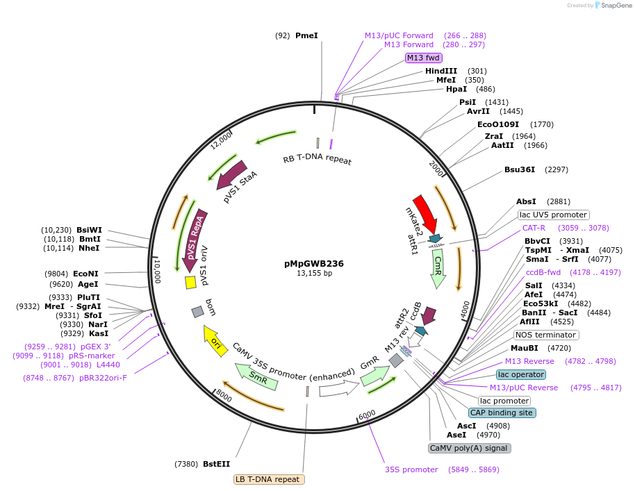 68627-plasmid-map-sequence-id-135349