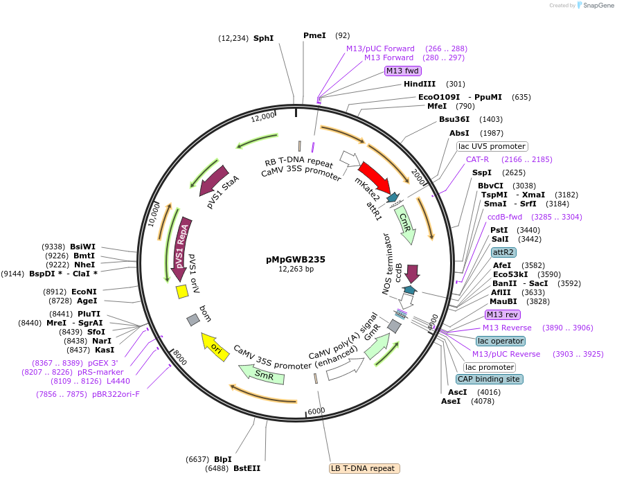 68626-plasmid-map-sequence-id-135351