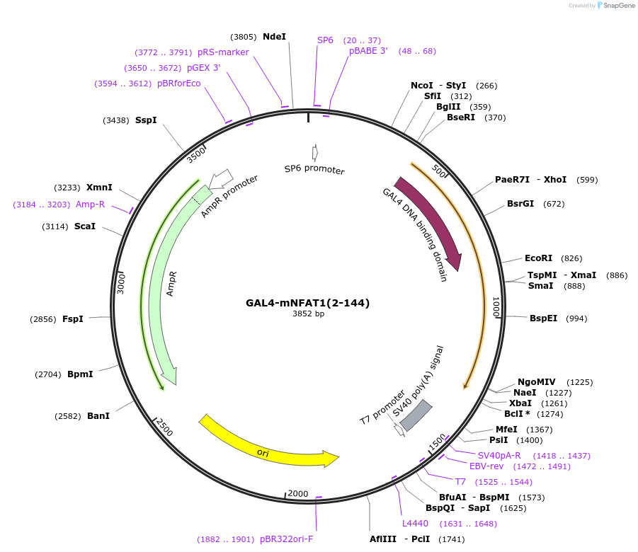 11108-plasmid-map-sequence-id-135367
