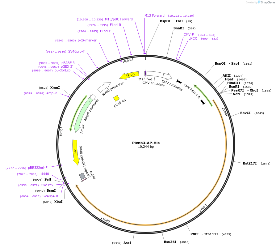 72004-plasmid-map-sequence-id-135466