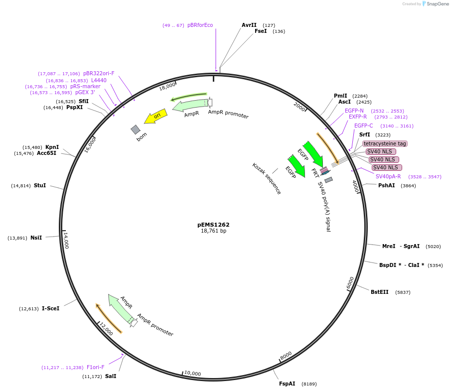 29134-plasmid-map-sequence-id-13549