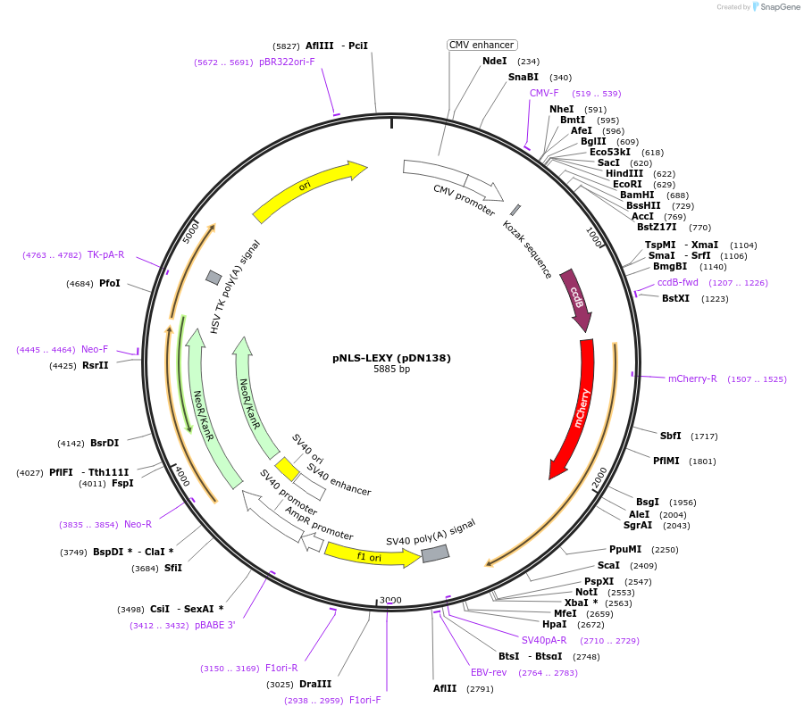 72657-plasmid-map-sequence-id-135496