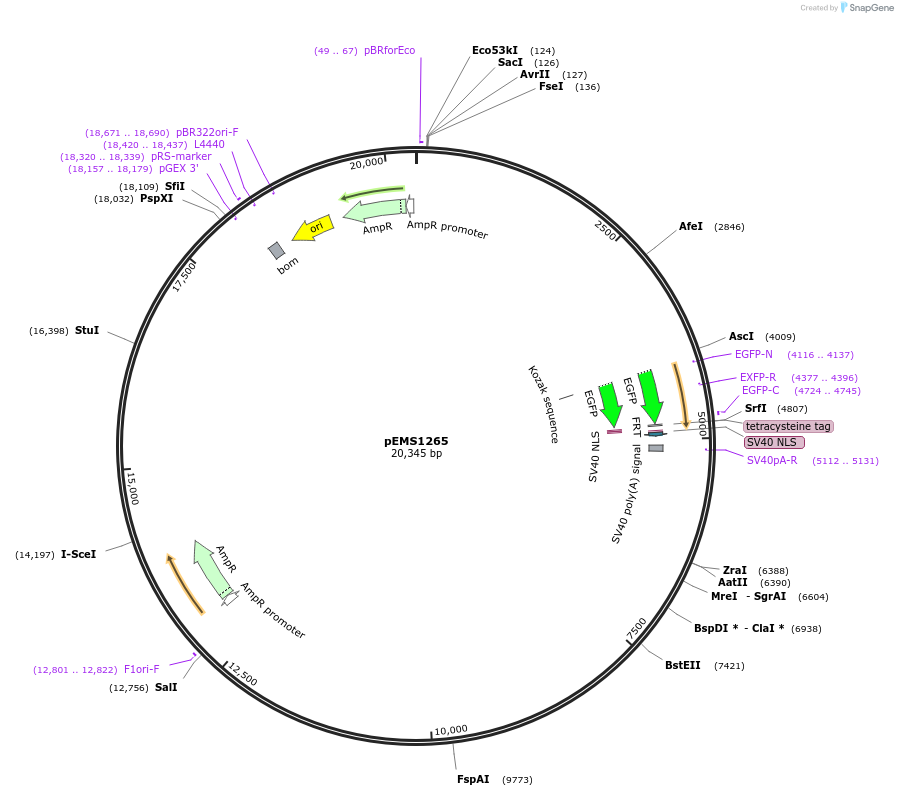 29137-plasmid-map-sequence-id-13552