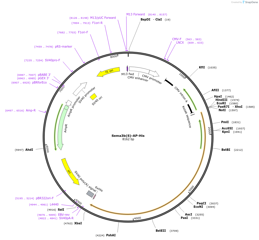 72014-plasmid-map-sequence-id-135522