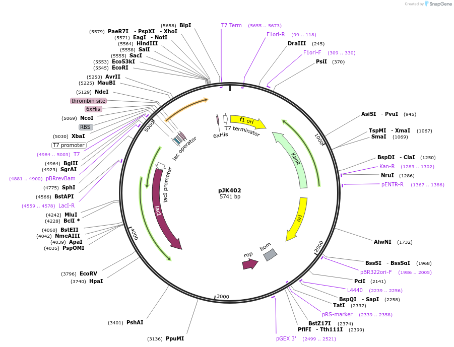 72415-plasmid-map-sequence-id-135527