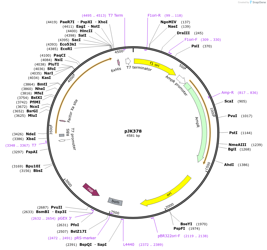 72412-plasmid-map-sequence-id-135534