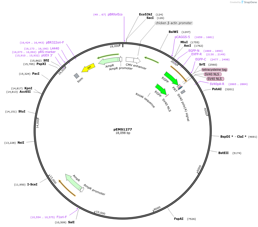 29140-plasmid-map-sequence-id-13555