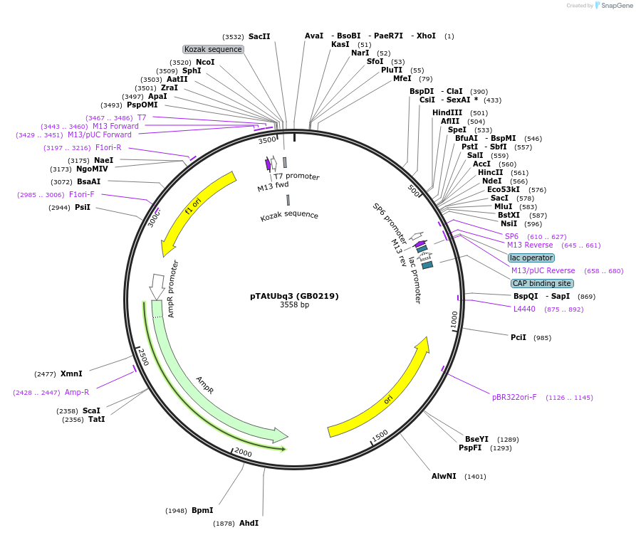 68192-plasmid-map-sequence-id-135577
