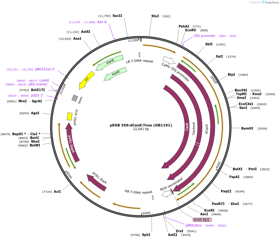 68223-plasmid-map-sequence-id-135584