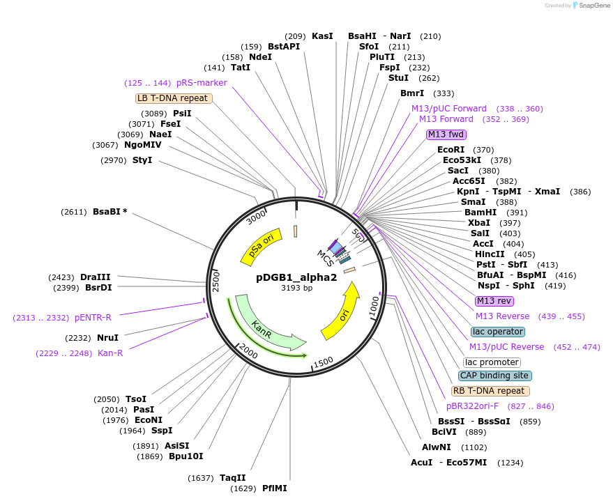 68225-plasmid-map-sequence-id-135590