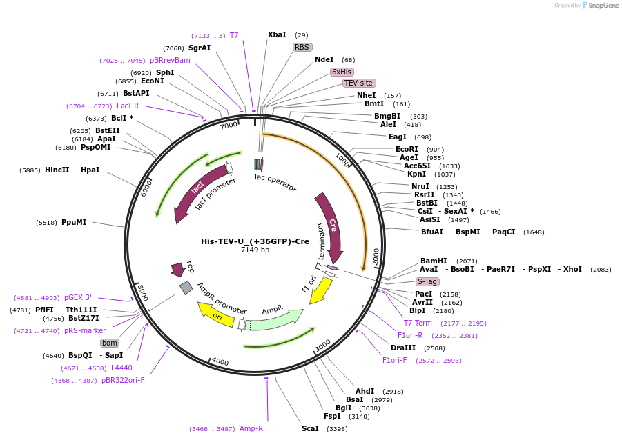 71750-plasmid-map-sequence-id-135604