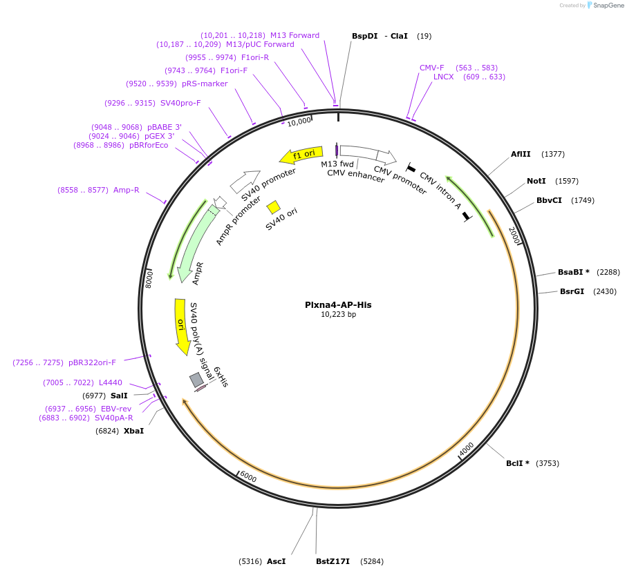 71999-plasmid-map-sequence-id-135618