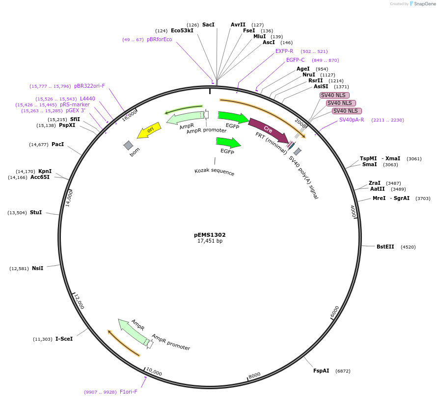29147-plasmid-map-sequence-id-13562