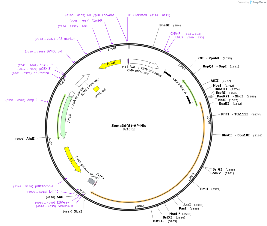72018-plasmid-map-sequence-id-135624