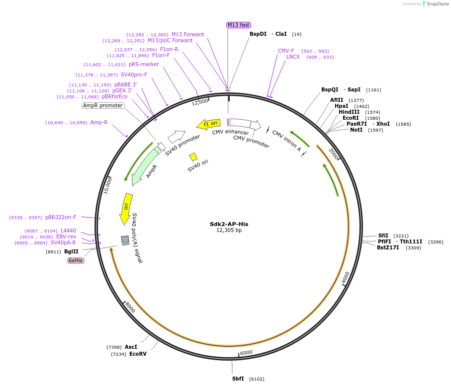 72009-plasmid-map-sequence-id-135636