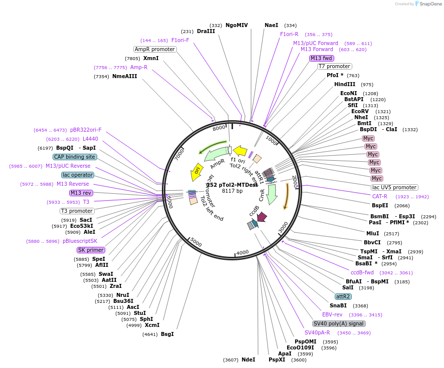 73485-plasmid-map-sequence-id-135638