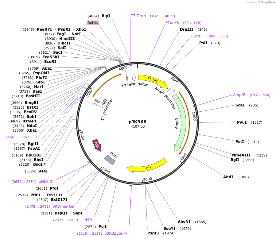 72407-plasmid-map-sequence-id-135653