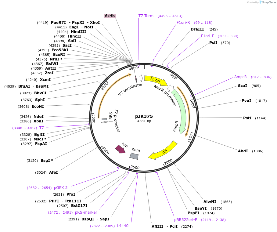 72410-plasmid-map-sequence-id-135659