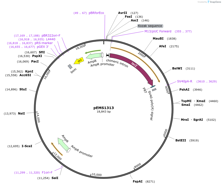 29152-plasmid-map-sequence-id-13567