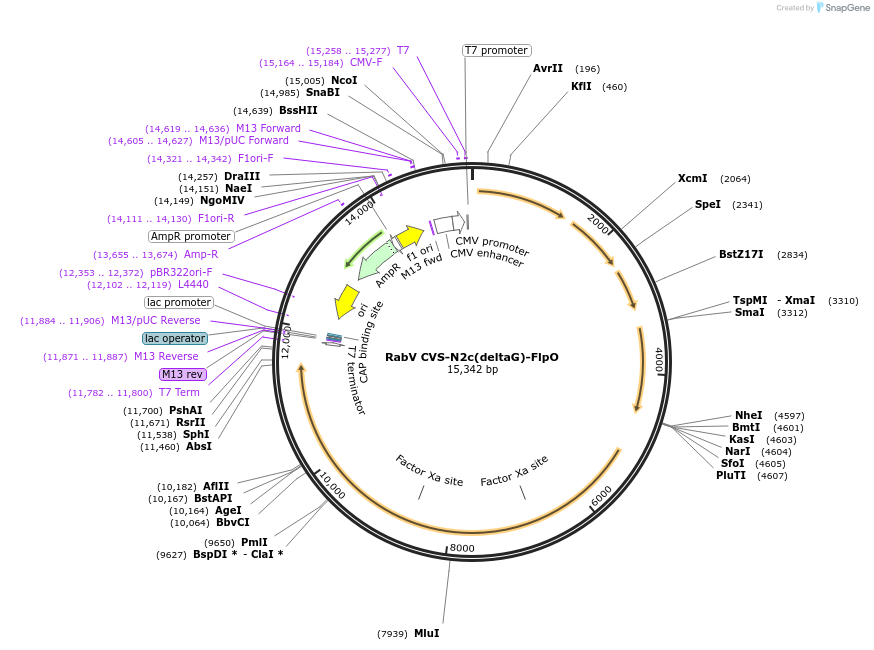 73473-plasmid-map-sequence-id-135701