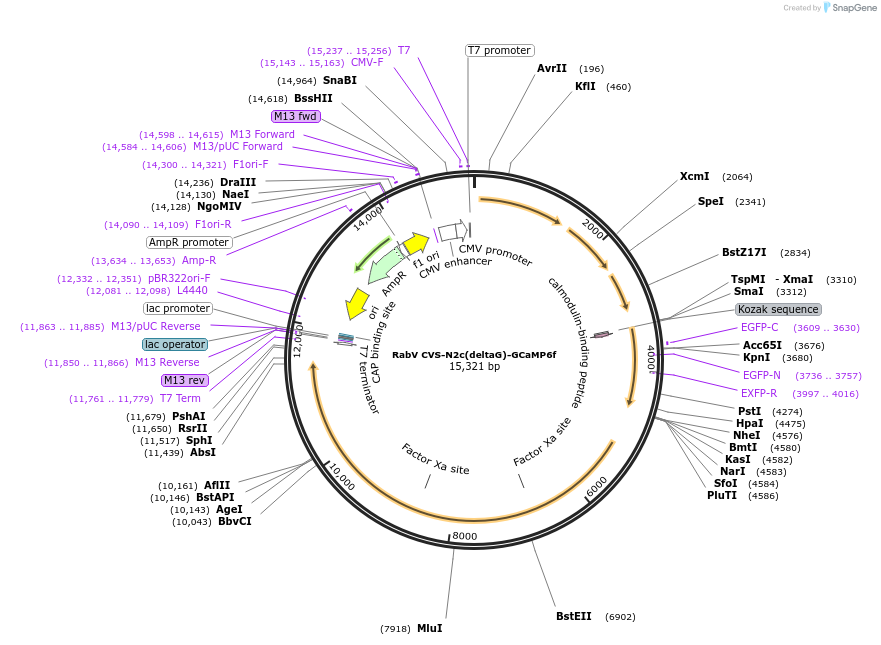 73466-plasmid-map-sequence-id-135705