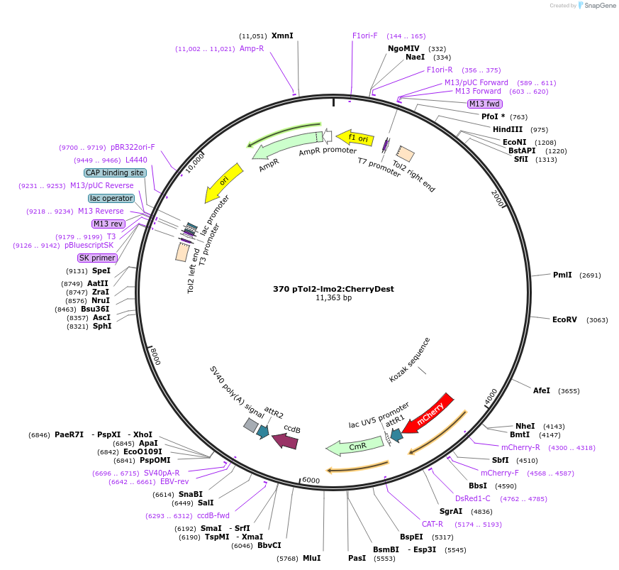 73489-plasmid-map-sequence-id-135724