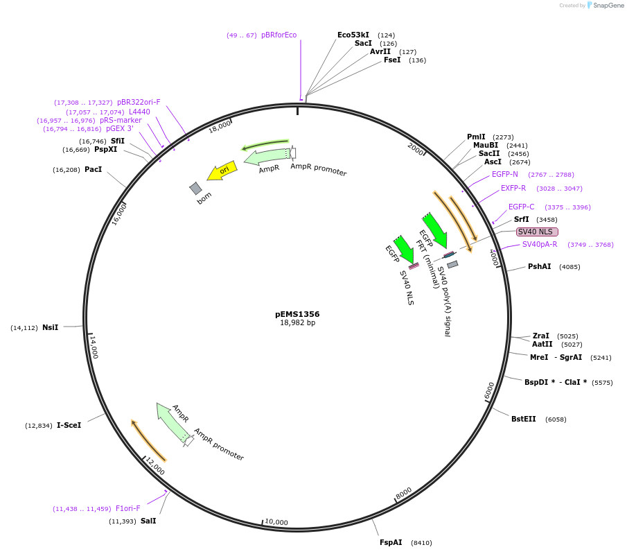 29158-plasmid-map-sequence-id-13573
