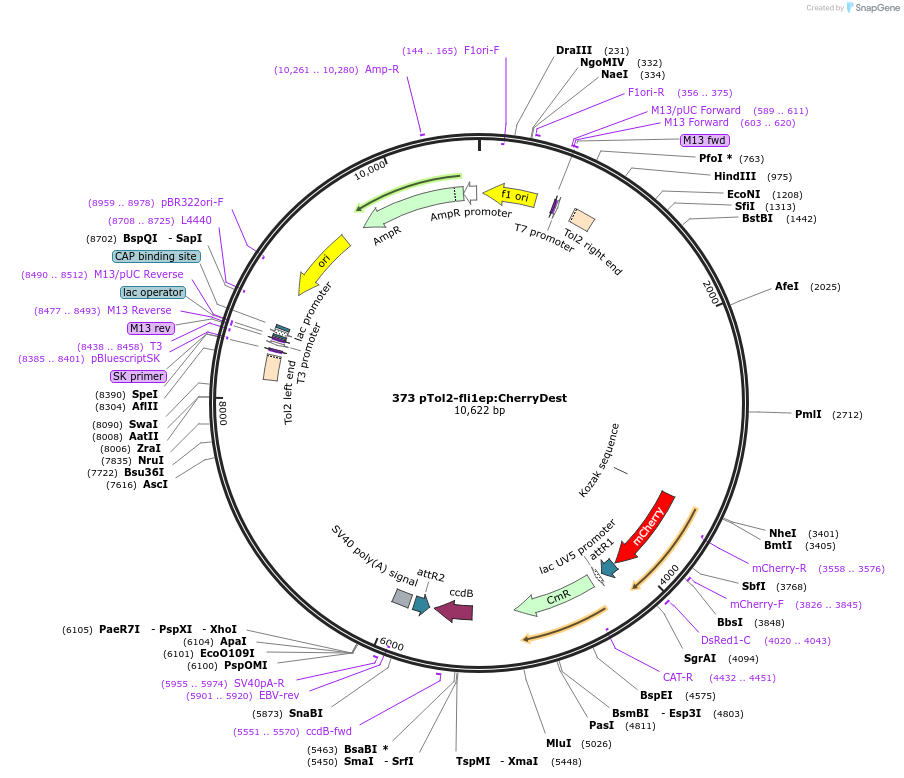 73493-plasmid-map-sequence-id-135731
