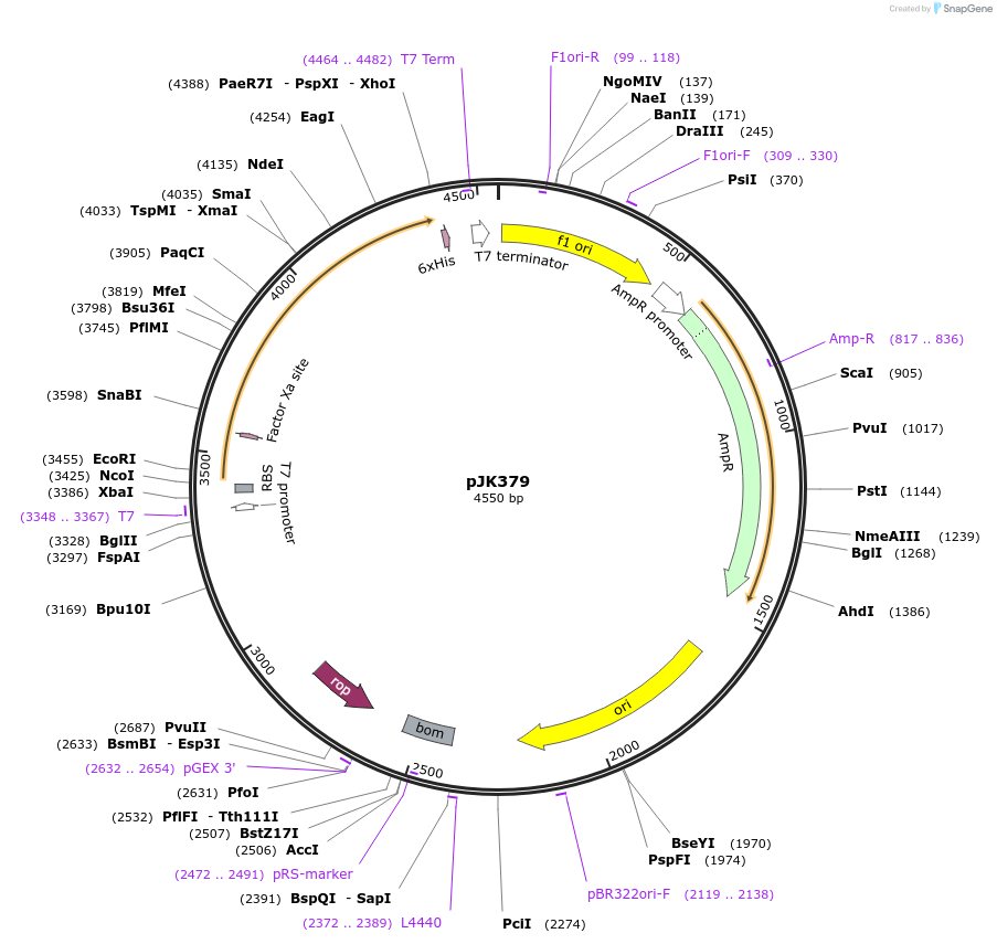 72413-plasmid-map-sequence-id-135785